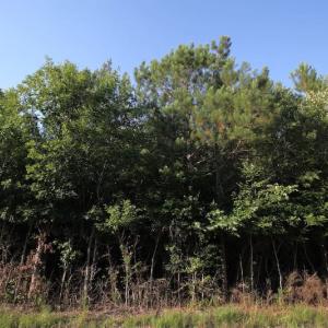 Photo of UNDER CONTRACT!  9.5 Acres of Hunting and Timber Land For Sale in Gates County NC!