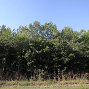 Photo of UNDER CONTRACT!  9.5 Acres of Hunting and Timber Land For Sale in Gates County NC!
