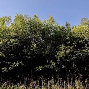 Photo of UNDER CONTRACT!  9.5 Acres of Hunting and Timber Land For Sale in Gates County NC!