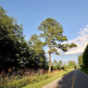 Photo of UNDER CONTRACT!  9.5 Acres of Hunting and Timber Land For Sale in Gates County NC!
