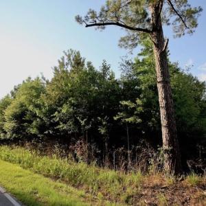 Photo of UNDER CONTRACT!  9.5 Acres of Hunting and Timber Land For Sale in Gates County NC!