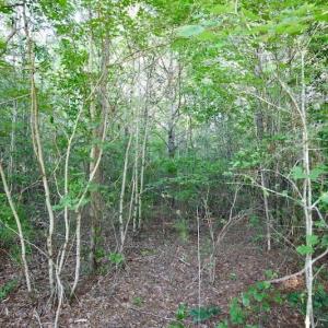 Photo of UNDER CONTRACT!  9.5 Acres of Hunting and Timber Land For Sale in Gates County NC!