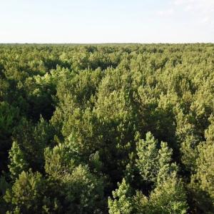 Photo of UNDER CONTRACT!  9.5 Acres of Hunting and Timber Land For Sale in Gates County NC!