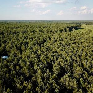 Photo of UNDER CONTRACT!  9.5 Acres of Hunting and Timber Land For Sale in Gates County NC!
