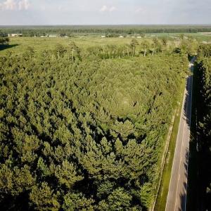 Photo of UNDER CONTRACT!  9.5 Acres of Hunting and Timber Land For Sale in Gates County NC!