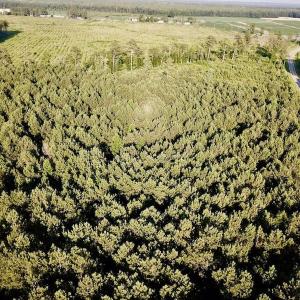 Photo of UNDER CONTRACT!  9.5 Acres of Hunting and Timber Land For Sale in Gates County NC!