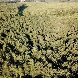 Photo of UNDER CONTRACT!  9.5 Acres of Hunting and Timber Land For Sale in Gates County NC!
