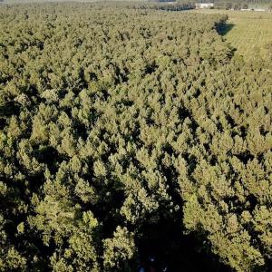 Photo of UNDER CONTRACT!  9.5 Acres of Hunting and Timber Land For Sale in Gates County NC!