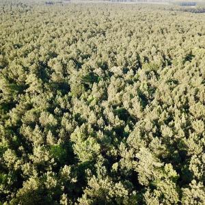 Photo of UNDER CONTRACT!  9.5 Acres of Hunting and Timber Land For Sale in Gates County NC!