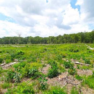 Photo of SOLD!!  222 Acres of Farm and Hunting Land For Sale in Isle of Wight County VA!