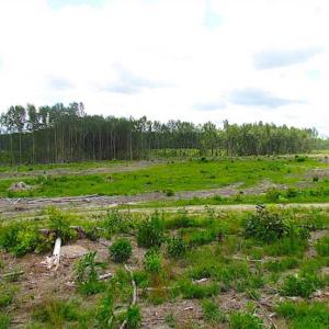 Photo of SOLD!!  222 Acres of Farm and Hunting Land For Sale in Isle of Wight County VA!