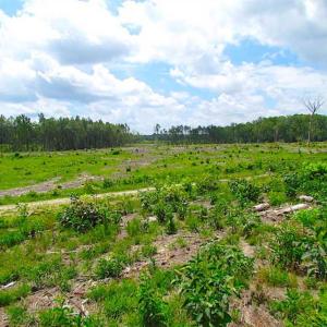 Photo of SOLD!!  222 Acres of Farm and Hunting Land For Sale in Isle of Wight County VA!