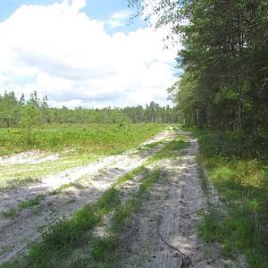 Photo of SOLD!!  222 Acres of Farm and Hunting Land For Sale in Isle of Wight County VA!