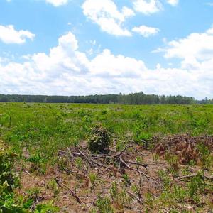 Photo of SOLD!!  222 Acres of Farm and Hunting Land For Sale in Isle of Wight County VA!