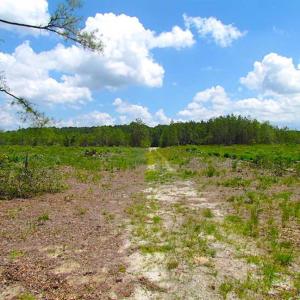 Photo of SOLD!!  222 Acres of Farm and Hunting Land For Sale in Isle of Wight County VA!