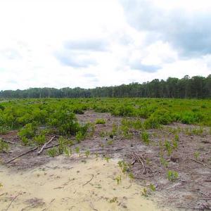 Photo of SOLD!!  222 Acres of Farm and Hunting Land For Sale in Isle of Wight County VA!