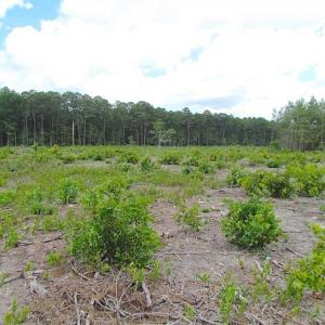 Photo of SOLD!!  222 Acres of Farm and Hunting Land For Sale in Isle of Wight County VA!