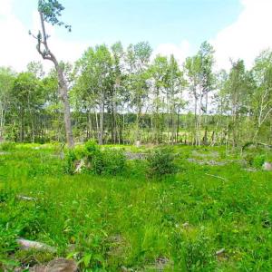 Photo of SOLD!!  222 Acres of Farm and Hunting Land For Sale in Isle of Wight County VA!