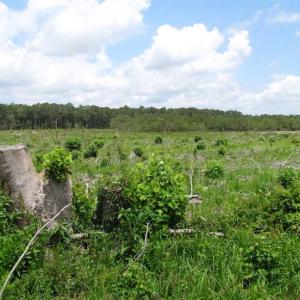 Photo of SOLD!!  222 Acres of Farm and Hunting Land For Sale in Isle of Wight County VA!