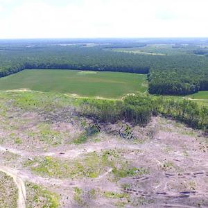 Photo of SOLD!!  222 Acres of Farm and Hunting Land For Sale in Isle of Wight County VA!