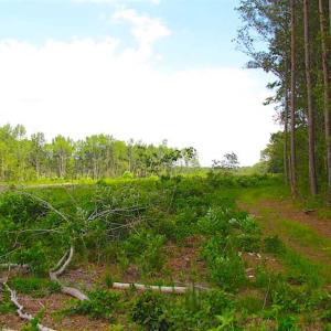 Photo of SOLD!!  222 Acres of Farm and Hunting Land For Sale in Isle of Wight County VA!
