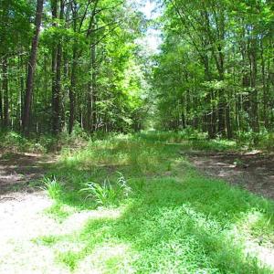 Photo of SOLD!!  222 Acres of Farm and Hunting Land For Sale in Isle of Wight County VA!