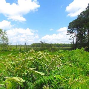 Photo of SOLD!!  222 Acres of Farm and Hunting Land For Sale in Isle of Wight County VA!