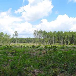 Photo of SOLD!!  222 Acres of Farm and Hunting Land For Sale in Isle of Wight County VA!
