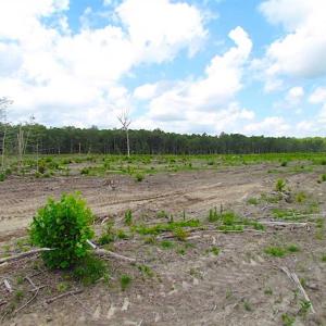 Photo of SOLD!!  222 Acres of Farm and Hunting Land For Sale in Isle of Wight County VA!