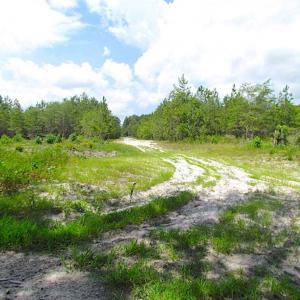 Photo of SOLD!!  222 Acres of Farm and Hunting Land For Sale in Isle of Wight County VA!
