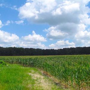 Photo of SOLD!!  222 Acres of Farm and Hunting Land For Sale in Isle of Wight County VA!