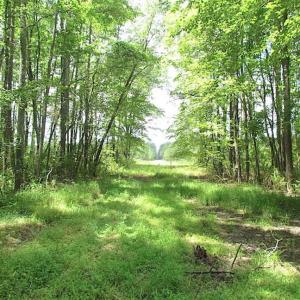 Photo of SOLD!!  222 Acres of Farm and Hunting Land For Sale in Isle of Wight County VA!
