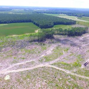 Photo of SOLD!!  222 Acres of Farm and Hunting Land For Sale in Isle of Wight County VA!