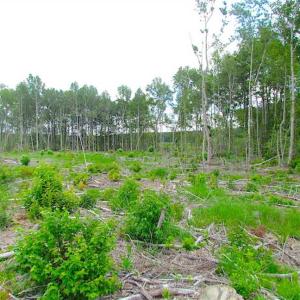 Photo of SOLD!!  222 Acres of Farm and Hunting Land For Sale in Isle of Wight County VA!