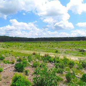 Photo of SOLD!!  222 Acres of Farm and Hunting Land For Sale in Isle of Wight County VA!