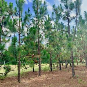 Photo of SOLD!  39.74 Acres of Tar River Hunting and Recreational Land in Edgecombe County NC!