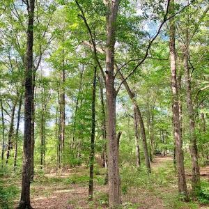 Photo of SOLD!  39.74 Acres of Tar River Hunting and Recreational Land in Edgecombe County NC!