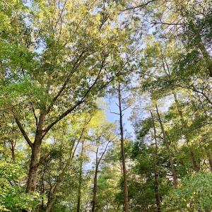 Photo of SOLD!  39.74 Acres of Tar River Hunting and Recreational Land in Edgecombe County NC!