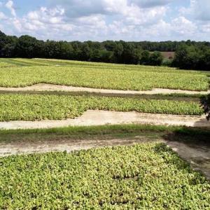 Photo of SOLD!!  26.8 Acres of Farm and Timber Land For Sale in Nash County NC!
