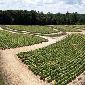 Photo of SOLD!!  26.8 Acres of Farm and Timber Land For Sale in Nash County NC!