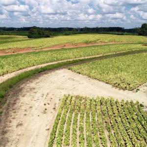 Photo of SOLD!!  26.8 Acres of Farm and Timber Land For Sale in Nash County NC!