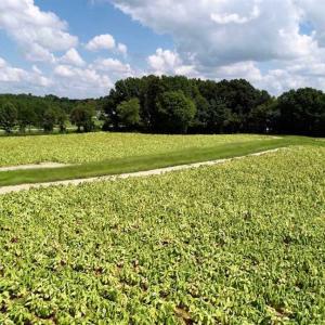 Photo of SOLD!!  26.8 Acres of Farm and Timber Land For Sale in Nash County NC!