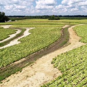 Photo of SOLD!!  26.8 Acres of Farm and Timber Land For Sale in Nash County NC!