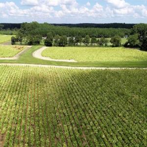 Photo of SOLD!!  26.8 Acres of Farm and Timber Land For Sale in Nash County NC!