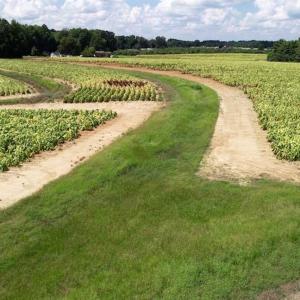 Photo of SOLD!!  26.8 Acres of Farm and Timber Land For Sale in Nash County NC!