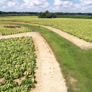 Photo of SOLD!!  26.8 Acres of Farm and Timber Land For Sale in Nash County NC!