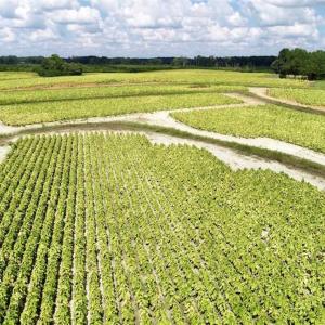 Photo of SOLD!!  26.8 Acres of Farm and Timber Land For Sale in Nash County NC!