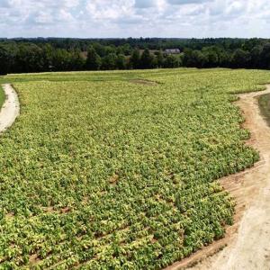 Photo of SOLD!!  26.8 Acres of Farm and Timber Land For Sale in Nash County NC!