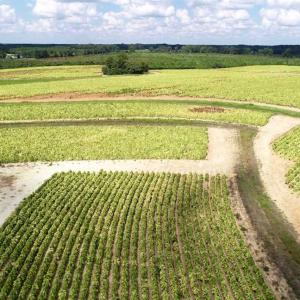 Photo of SOLD!!  26.8 Acres of Farm and Timber Land For Sale in Nash County NC!