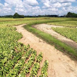 Photo of SOLD!!  26.8 Acres of Farm and Timber Land For Sale in Nash County NC!